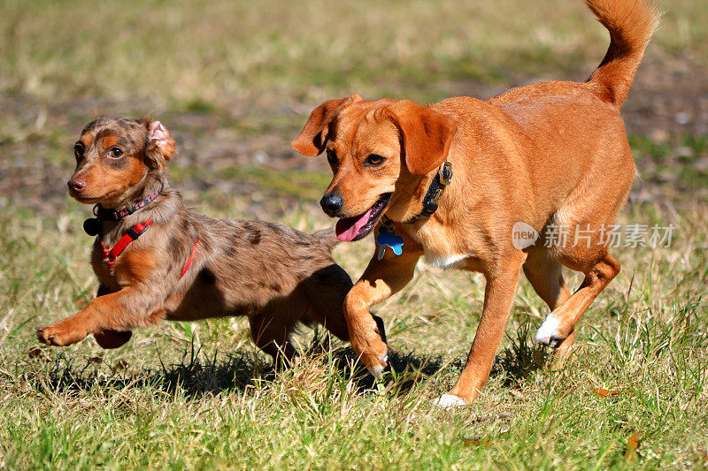 吉娃娃/腊肠犬(Chiweenie)与红猎犬的杂种小狗赛跑